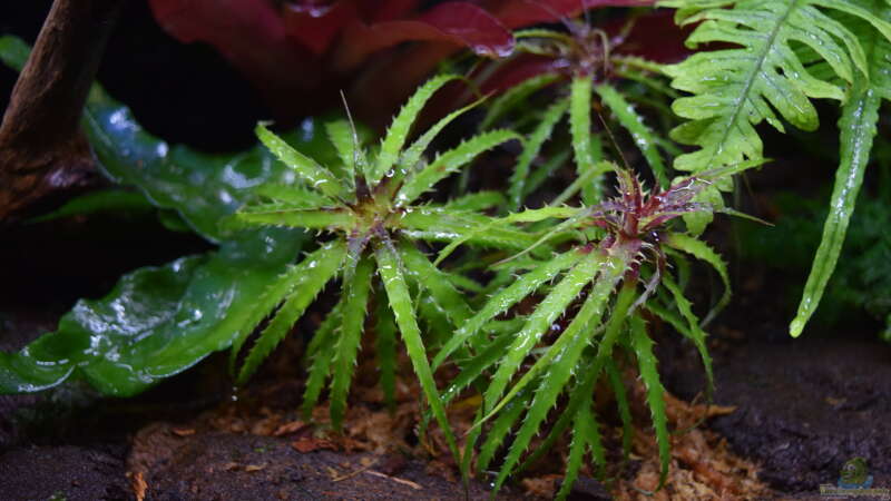 Cryptanthus microglazioui von Junglist (22)