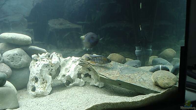 Besatz im Aquarium Becken 413 von Sebastian Lahmeyer (10)