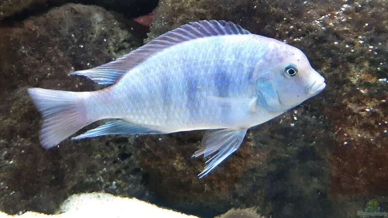 Besatz im Aquarium Malawi-Lavabiotop von Hydropneumat (9)