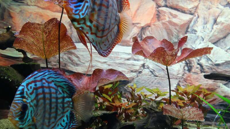 Aquarium Discus Paradies von Hydropneumat (4)
