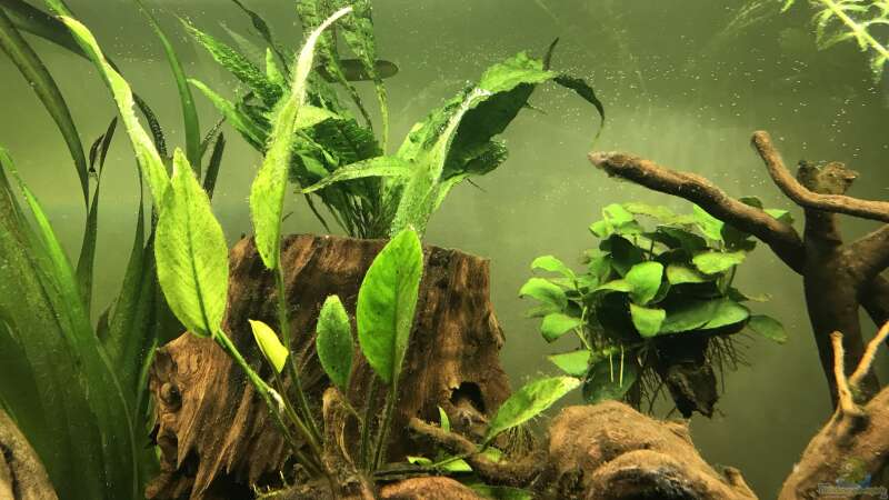 Pflanzen im Aquarium Amazonas-Welsbecken von MaFu (23)