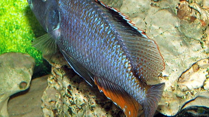 Dimidiochromis compressiceps  von Abdullah Özer (29)