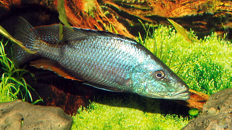 Dimidiochromis compressiceps  von Abdullah Özer (31)