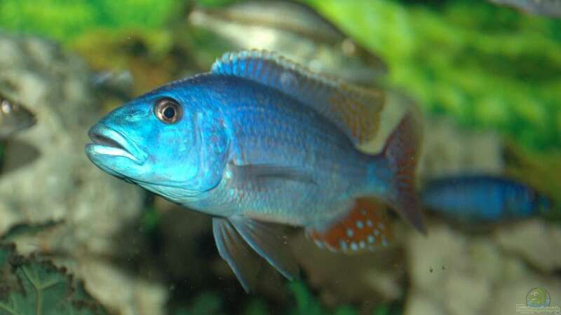 Nimbochromis Fuscoteaniatus  NZ von Abdullah Özer (35)