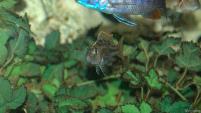 Nimbochromis Fuscoteaniatus  NZ von Abdullah Özer (36)