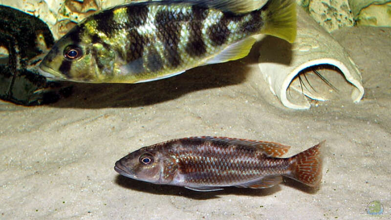 Nimbochromis Fuscoteaniatus 8cm, N.venustus W von Abdullah Özer (20)