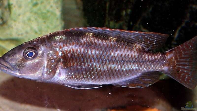 Nimbochromis Fuscoteaniatus Jungfisch 8cm von Abdullah Özer (28)