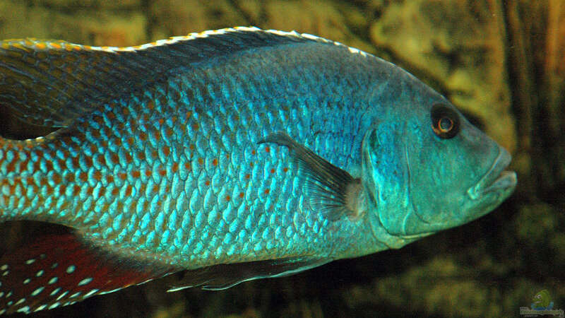 Nimbochromis Fuscoteaniatus M von Abdullah Özer (18) (53)