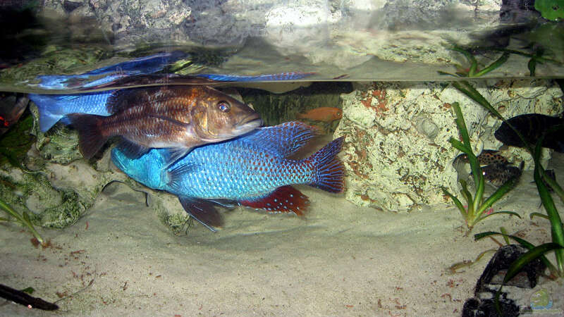 Nimbochromis Fuscoteaniatus M/W von Abdullah Özer (56)