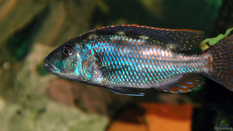 Nimbochromis Fuscoteaniatus von Abdullah Özer (49)