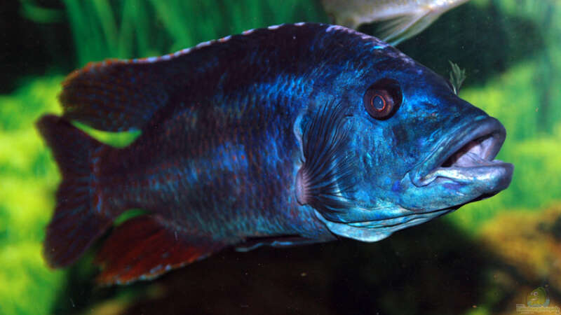 Nimbochromis Fuscoteaniatus von Abdullah Özer (59)