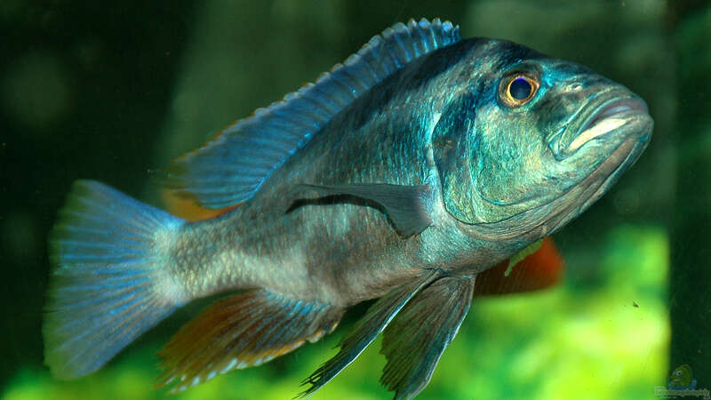 Nimbochromis livingstonii von Abdullah Özer (46)