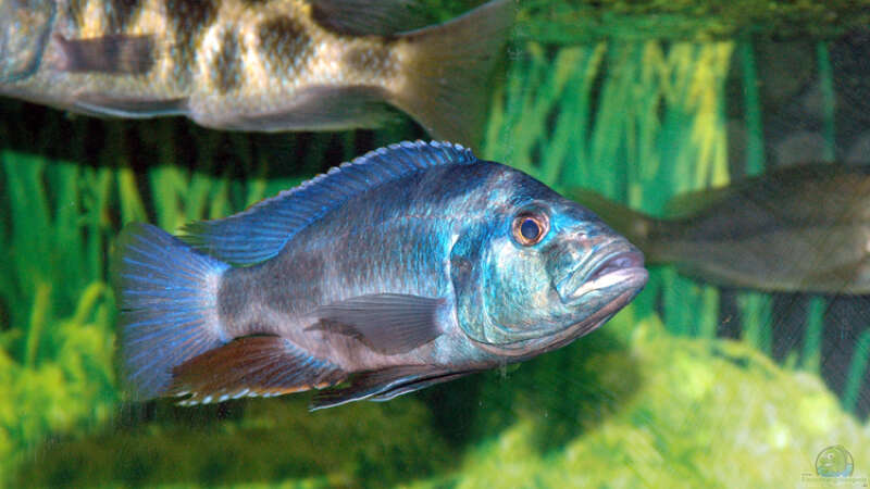 Nimbochromis livingstonii von Abdullah Özer (58)
