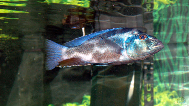 Nimbochromis livingstonii von Abdullah Özer (63)