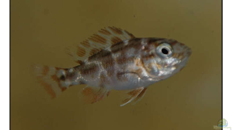 Nimbochromis Polistigma 2cm von Abdullah Özer (15)