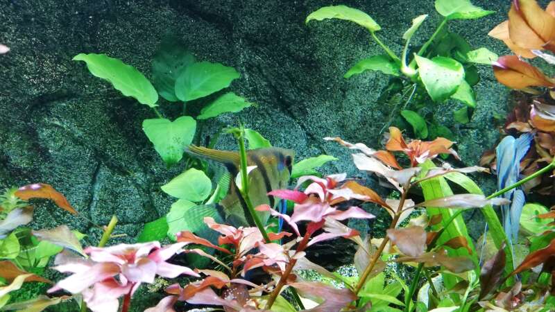 Aquarium Gesellschaftsbecken von Chinese Inai (3)