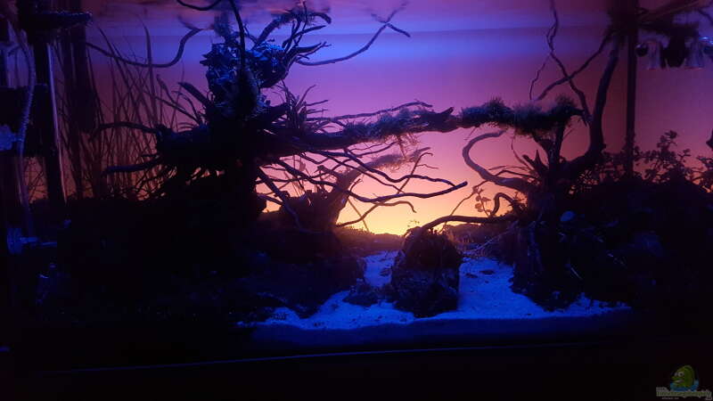 Aquarium Out of the dark- Into the sunset von JalaRoki (10)
