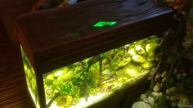 Aquarium Kugelfisch-Oase von Bermuda 3eck (3)