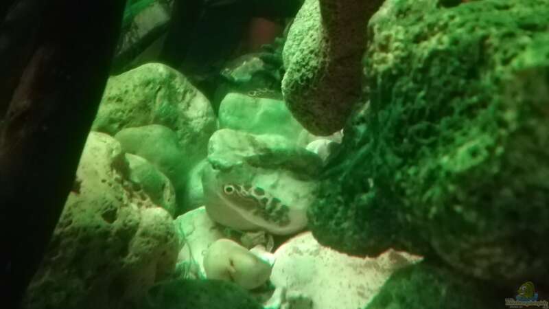 Besatz im Aquarium Kugelfisch-Oase von Bermuda 3eck (42)