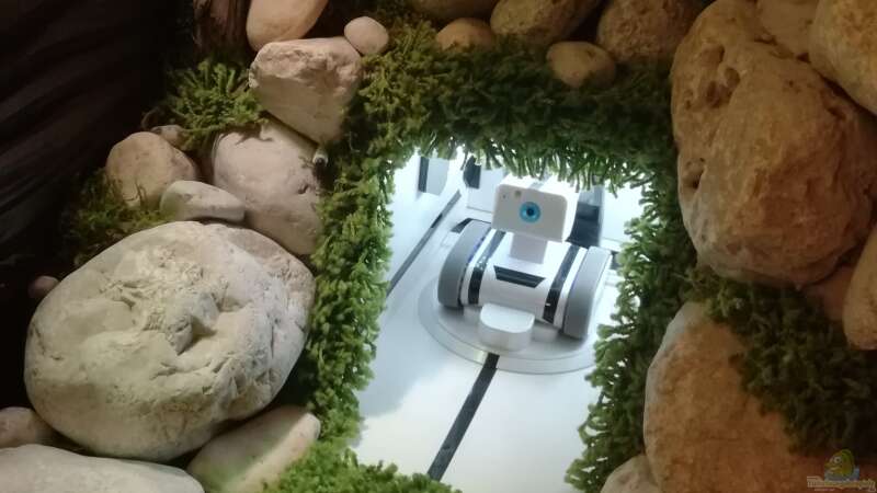 Ein Roboter bewacht das Aquarium bei Abwesenheit!  von Bermuda 3eck (31)