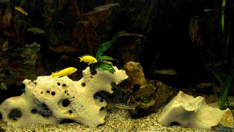 Aquarium Becken 42 von Nicolé Bura (2)
