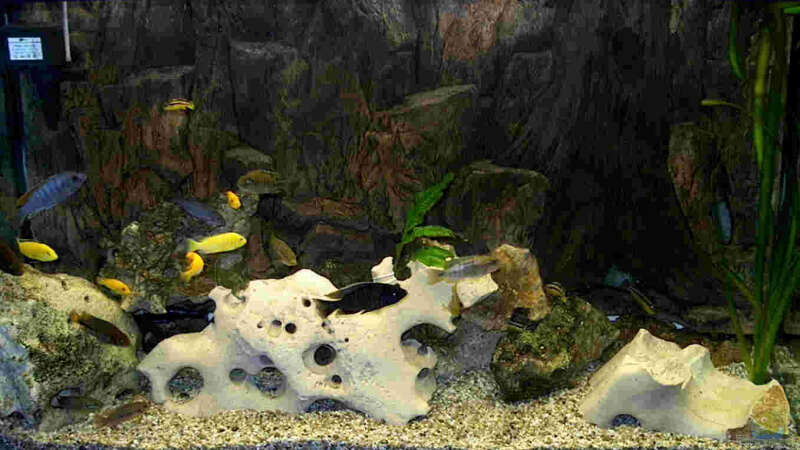 Aquarium Hauptansicht von Becken 42 von Nicolé Bura (1)