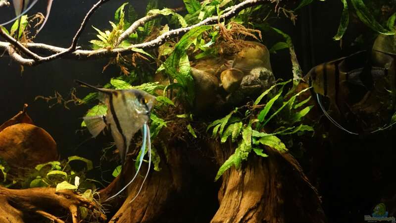 Aquarium Amazonas Biotop von Jonas B. (4)