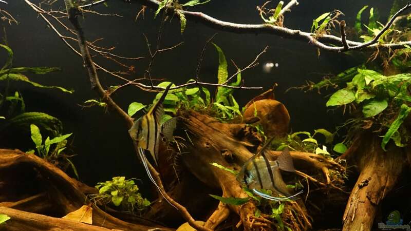Aquarium Amazonas Biotop von Jonas B. (5)