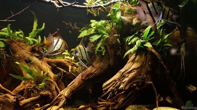 Aquarium Amazonas Biotop von Jonas B. (9)