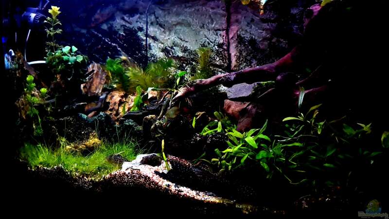 Aquarium Wald Lichtung von Sven Schaefer (3)