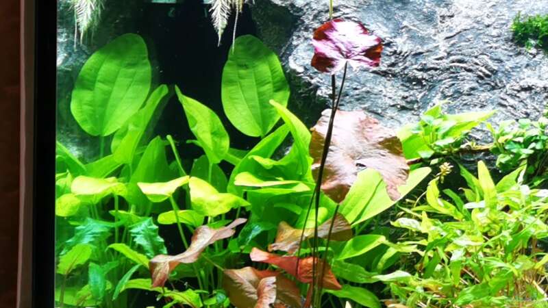 Pflanzen im Aquarium Mein Südamerika von Heike Fuchs (22)