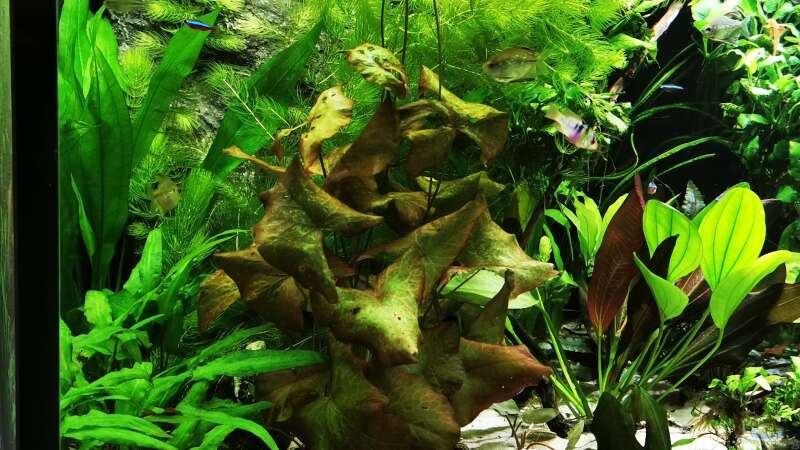 Pflanzen im Aquarium Mein Südamerika von Heike Fuchs (30)