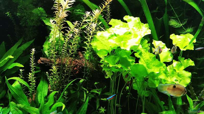 Pflanzen im Aquarium Mein Südamerika von Heike Fuchs (33)