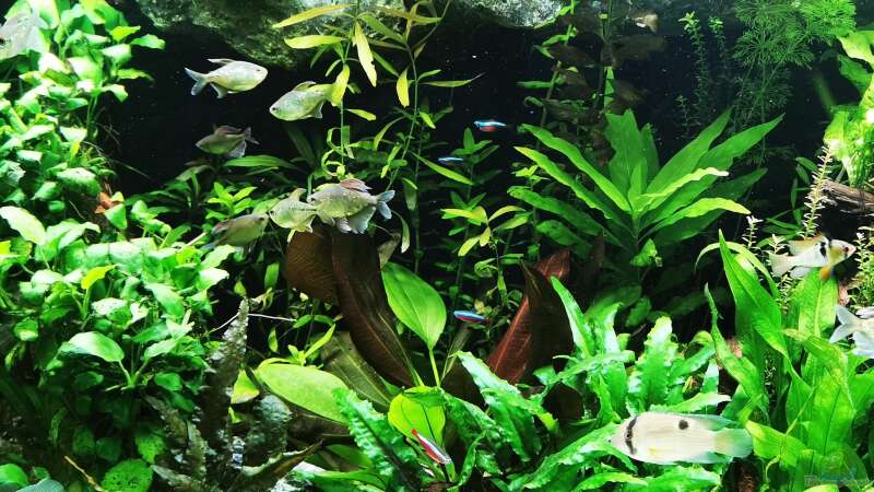 Pflanzen im Aquarium Mein Südamerika von Heike Fuchs (39)