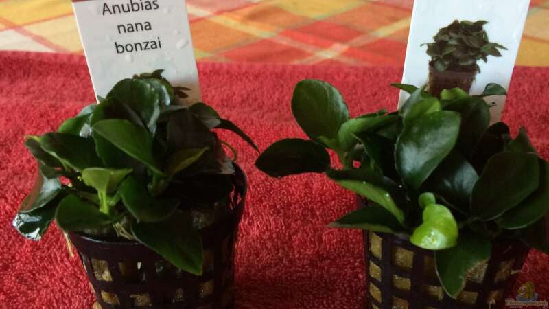 23.03.2020 zwei neue Anubias nana bonsai für die neue Wurzel von herkla (19)