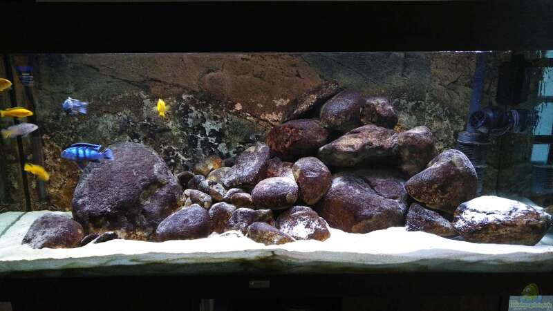 Nur das Becken aktuell mit Algenbewuchs auf Steinen und Rückwand von aquariumwelt (7)