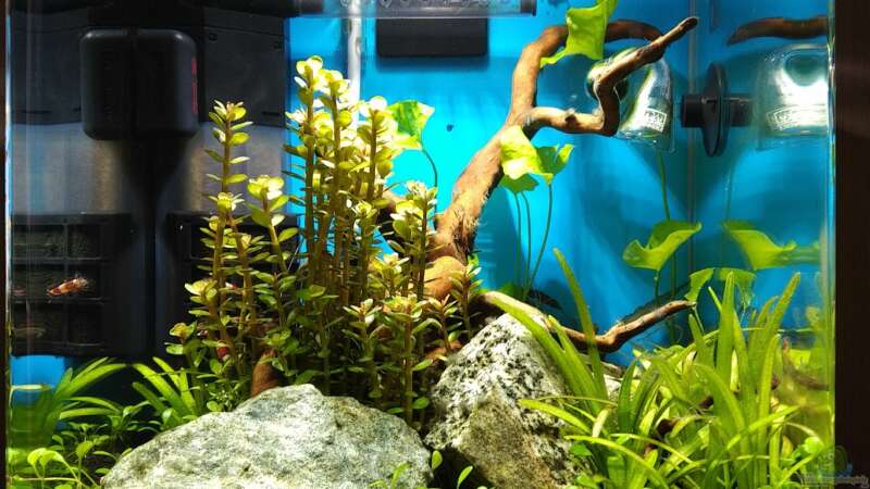 Nach und nach wurden die Pflanzen dichter von aquariumwelt (2)