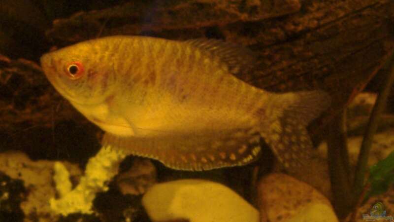 Goldfadenfisch Weibchen von Marcel Massow (15)