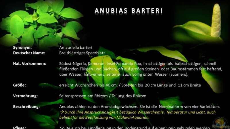 Anubias Barteri (Quelle: Malawi-guru.de) von Jean-Paul Ambord (3)