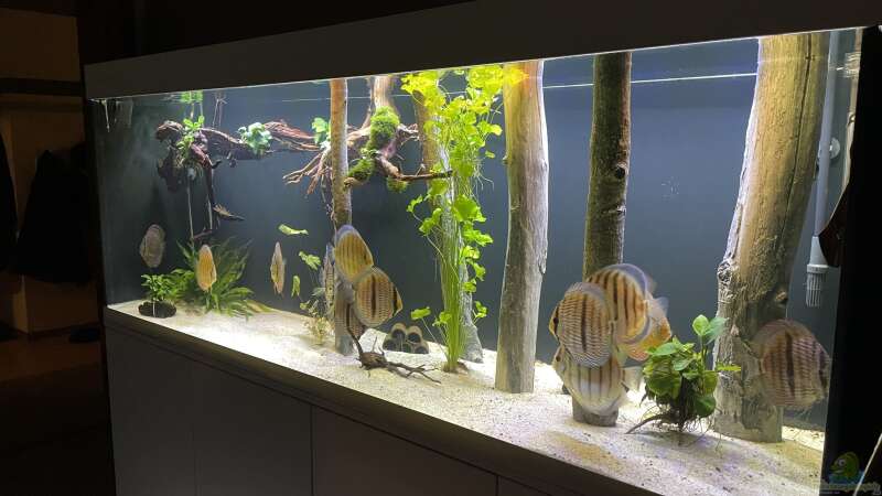 Aquarium Hauptansicht von Mein Wunsch von Tobi2013 (1)