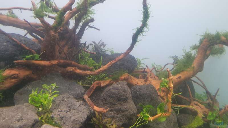 Pflanzen im Aquarium Mein Wunsch von Tobi2013 (11)