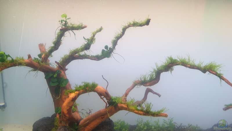 Pflanzen im Aquarium Mein Wunsch von Tobi2013 (16)