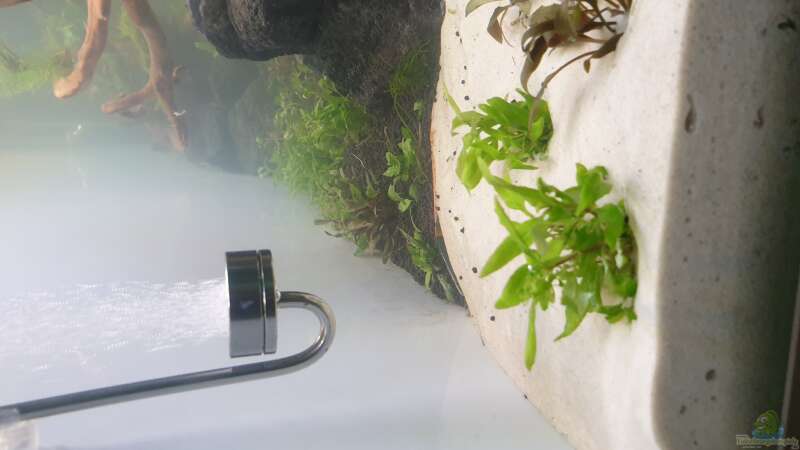 Pflanzen im Aquarium Mein Wunsch von Tobi2013 (20)