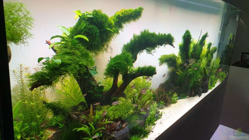Pflanzen im Aquarium Mein Wunsch von Tobi2013 (45)