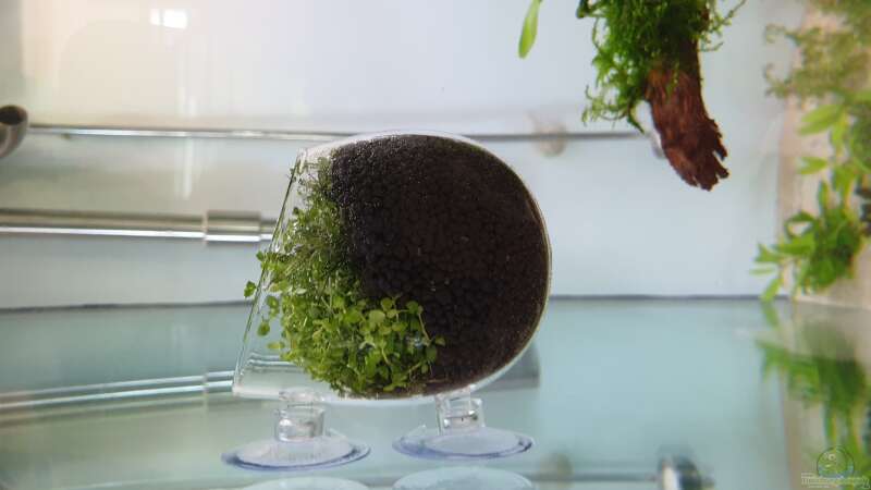 Plant Pod mit Micranthemum tweediei von Tobi2013 (34)