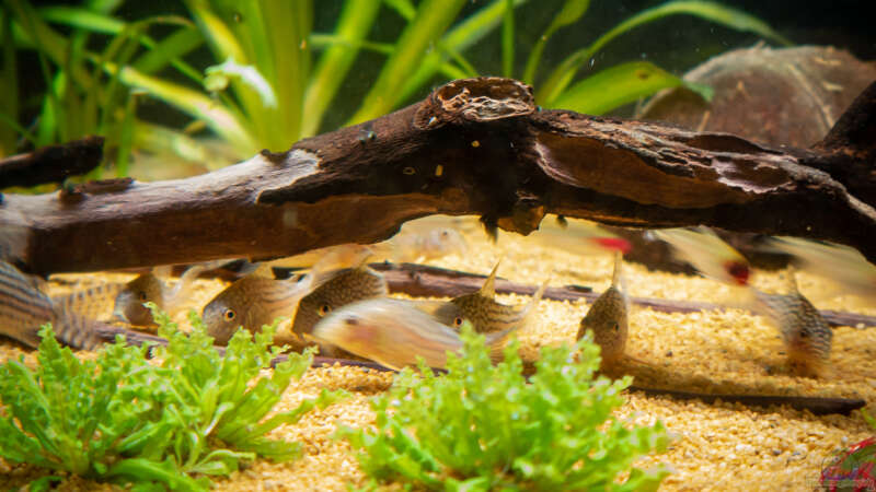 Corydoras sterbai & Rotkopfsalmler von DiskusMummy (32)
