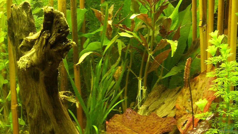 Pflanzen im Aquarium Becken 4257 von Ralf Schmitz (11)