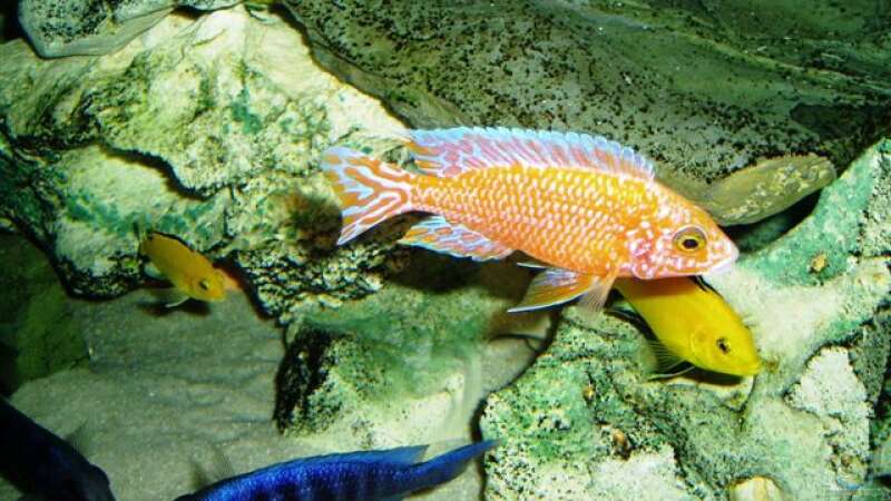 Fire Fisch nicht mehr im Aquarium von MalawiEder (22)