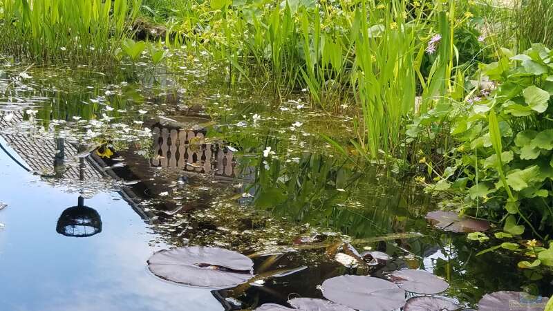 Pflanzen im Teich Gartenteich Werneke von Smo (12)