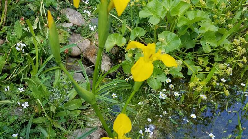 Pflanzen im Teich Gartenteich Werneke von Smo (5)